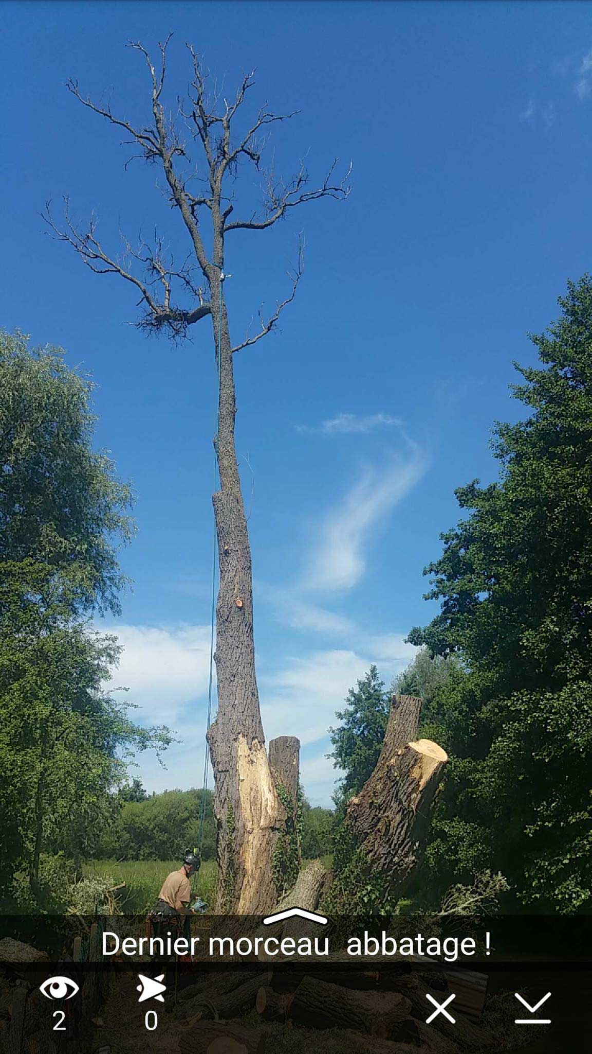 démontage d'un saule mort