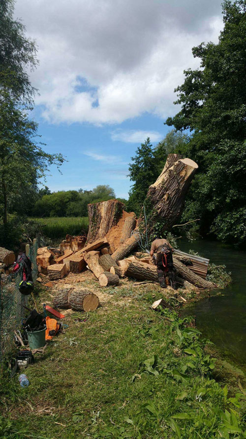 démontage d'un saule mort