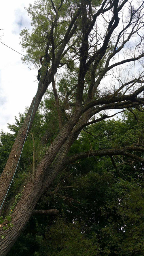 démontage d'un saule mort