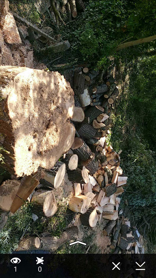 démontage d'un saule mort