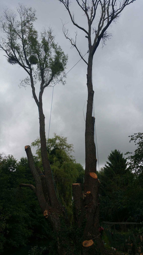 démontage d'un saule mort