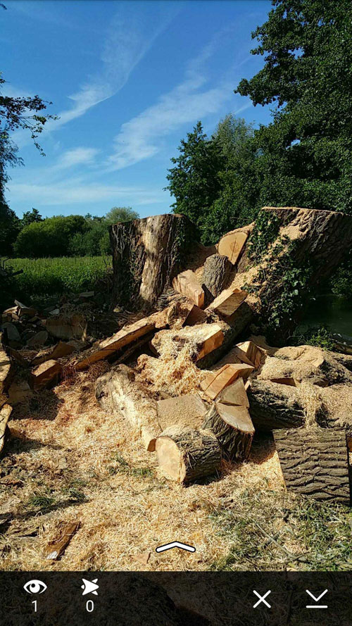 démontage d'un saule